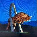 2025_zeltweg%20a%20(28)